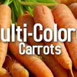 multi-colored-carrots