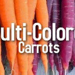 multi-colored-carrots