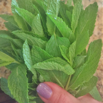 Strawberry Nectarine Salad with Mint 4